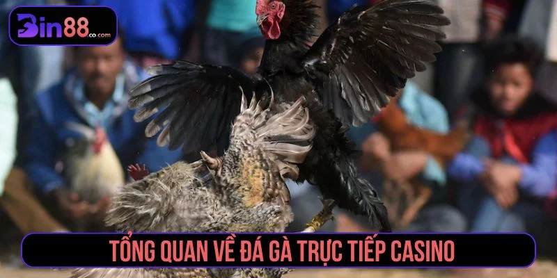 Đá gà trực tiếp casino là hình thức cá cược uy tín