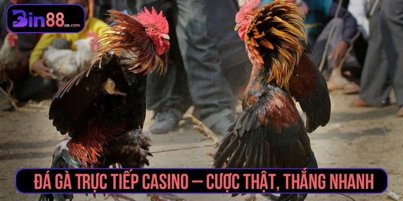 đá gà trực tiếp casino
