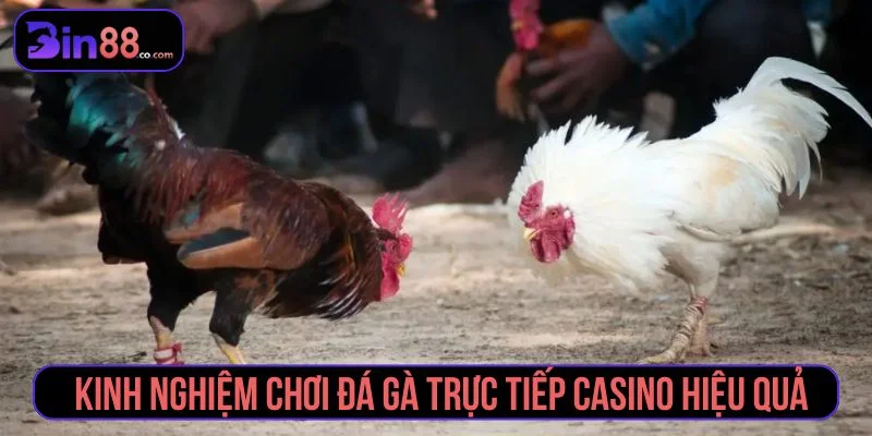 Hiểu rõ luật đá gà trực tiếp casino giúp tăng tỷ lệ thắng