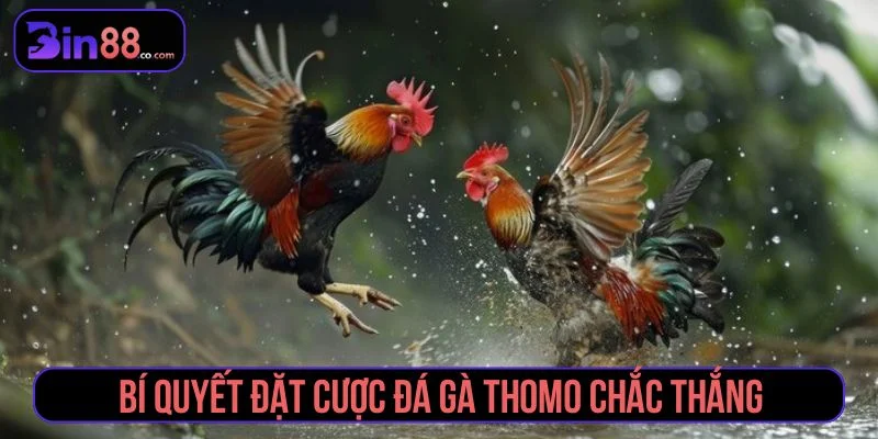 Kinh nghiệm đặt cược đá gà thắng chắc