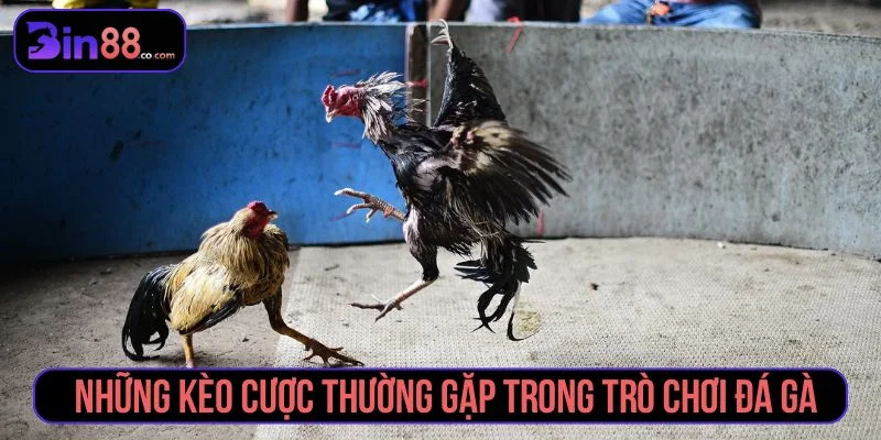 Tổng hợp những kèo cược đá gà phổ biến