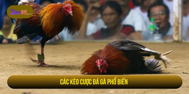 Đá Gà 79 – Trực Tiếp Trận Đấu, Cược Thắng Ngay Các kèo cược đá gà phổ biến